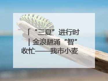 “三夏”进行时｜金浪翻涌“智”收忙——我市小麦开镰收割见闻