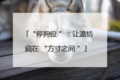“停狗位 ”：让温情藏在 “方寸之间 ”