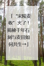 “宋陵麦收”火了！揭秘千年石刻与麦田如何共生→