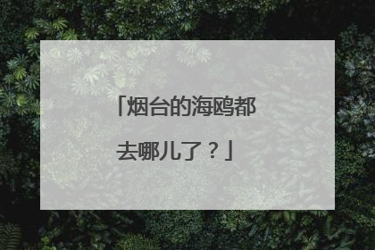 烟台的海鸥都去哪儿了？