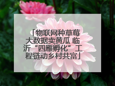物联网种草莓 大数据卖黄瓜 临沂“四雁孵化”工程链动乡村共富