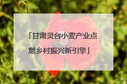 甘肃灵台小麦产业点燃乡村振兴新引擎