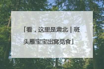 看，这里是肃北｜斑头雁宝宝出窝觅食