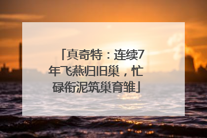 真奇特：连续7年飞燕归旧巢，忙碌衔泥筑巢育雏