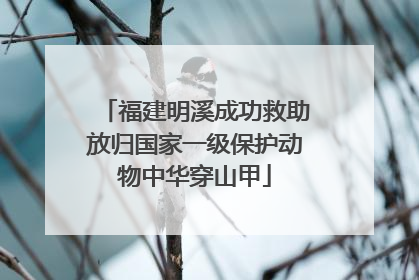 福建明溪成功救助放归国家一级保护动物中华穿山甲