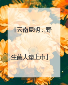 云南昆明：野生菌大量上市