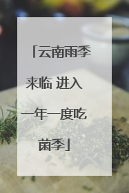 云南雨季来临 进入一年一度吃菌季