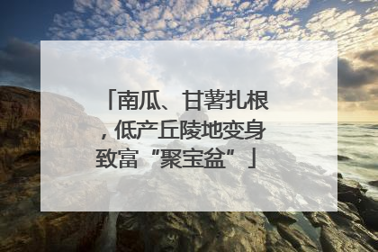 南瓜、甘薯扎根，低产丘陵地变身致富“聚宝盆”