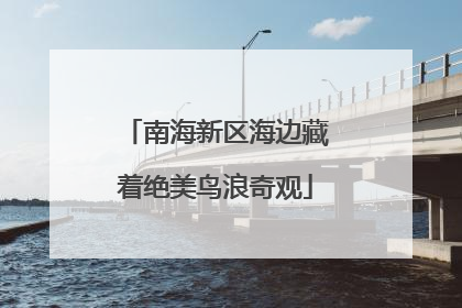 南海新区海边藏着绝美鸟浪奇观