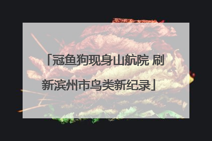 冠鱼狗现身山航院 刷新滨州市鸟类新纪录