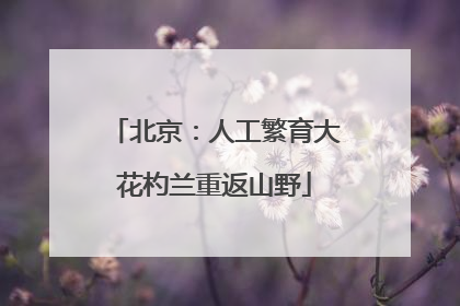北京：人工繁育大花杓兰重返山野