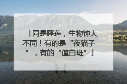 同是睡莲，生物钟大不同！有的是“夜猫子”，有的“值白班”