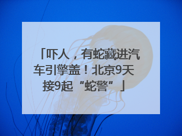 吓人，有蛇藏进汽车引擎盖！北京9天接9起“蛇警”