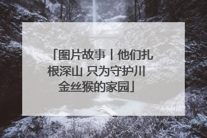 图片故事丨他们扎根深山 只为守护川金丝猴的家园