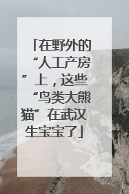 在野外的“人工产房”上，这些“鸟类大熊猫”在武汉生宝宝了