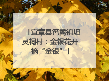 宜章县笆篱镇坦灵祠村：金银花开摘“金银”
