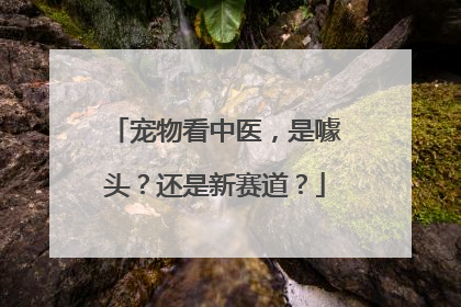 宠物看中医，是噱头？还是新赛道？