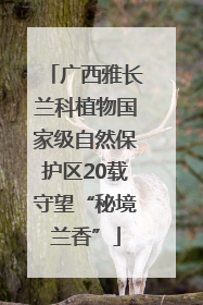 广西雅长兰科植物国家级自然保护区20载守望“秘境兰香”