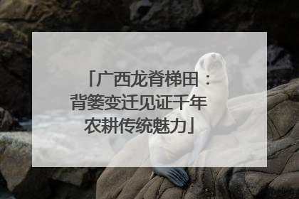广西龙脊梯田：背篓变迁见证千年农耕传统魅力