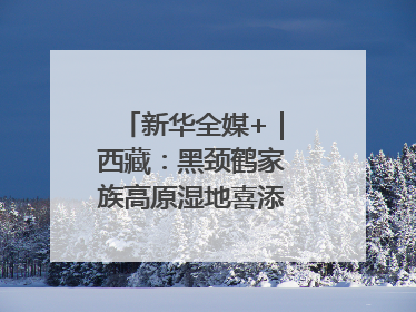 新华全媒+｜西藏：黑颈鹤家族高原湿地喜添“萌宝”