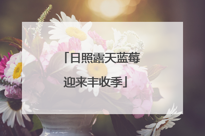 日照露天蓝莓迎来丰收季