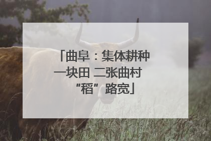 曲阜：集体耕种一块田 二张曲村“稻”路宽