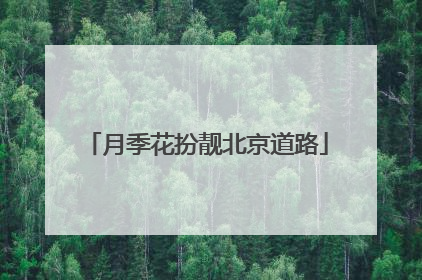 月季花扮靓北京道路