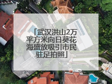 武汉洪山2万平方米向日葵花海盛放吸引市民驻足拍照