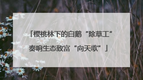 樱桃林下的白鹅“除草工” 奏响生态致富“向天歌”