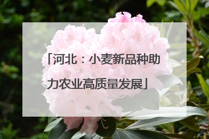 河北：小麦新品种助力农业高质量发展