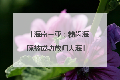 海南三亚：糙齿海豚被成功放归大海