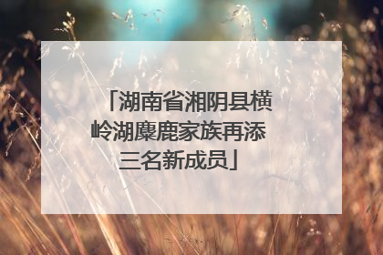 湖南省湘阴县横岭湖麋鹿家族再添三名新成员