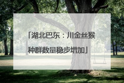 湖北巴东：川金丝猴种群数量稳步增加