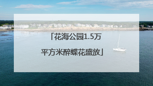 花海公园1.5万平方米醉蝶花盛放