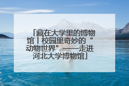 藏在大学里的博物馆丨校园里奇妙的“动物世界”——走进河北大学博物馆
