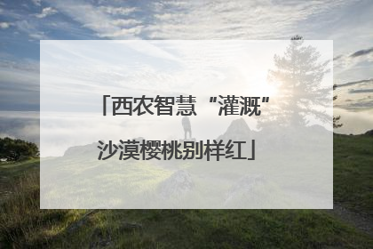 西农智慧“灌溉” 沙漠樱桃别样红