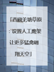 西藏羌塘草原：设置人工鹰架 让更多猛禽翱翔天空