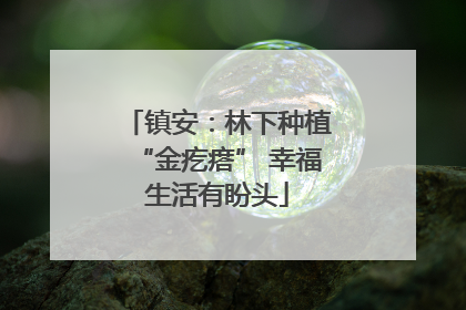 镇安：林下种植“金疙瘩” 幸福生活有盼头