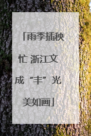 雨季插秧忙 浙江文成“丰”光美如画