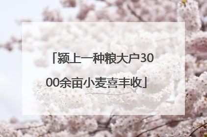 颍上一种粮大户3000余亩小麦喜丰收
